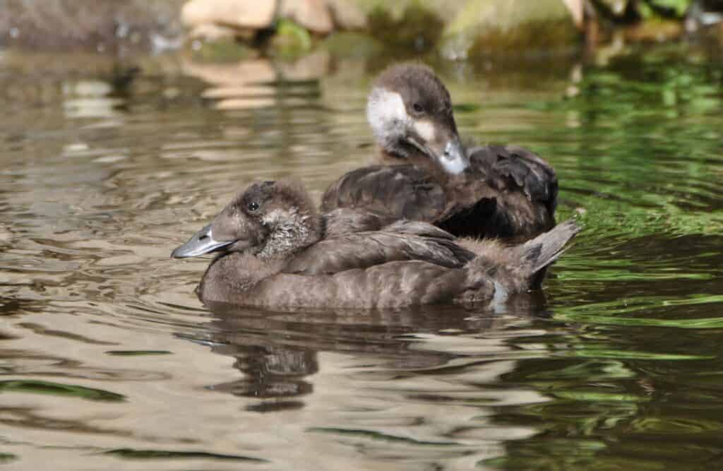 White-winged Scoter juveniles