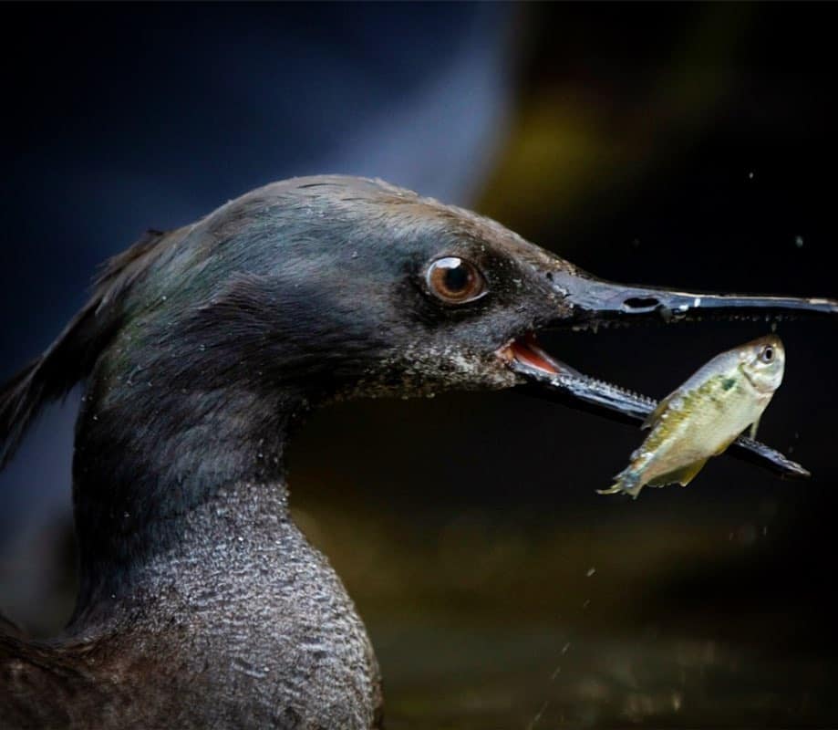 Brazilian Merganser