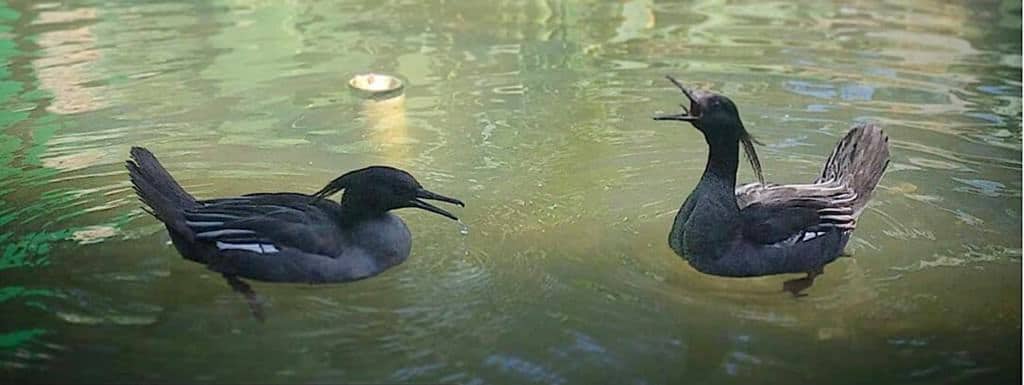 pair of Brazilian Mergansers