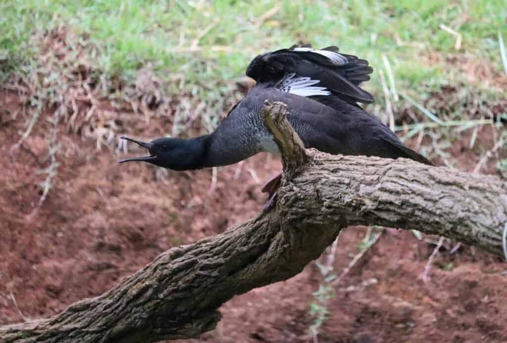 Brazilian Merganser stretching