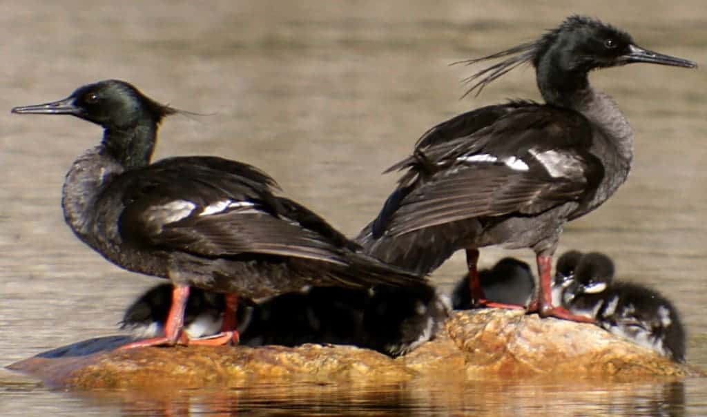 Brazilian Merganser family