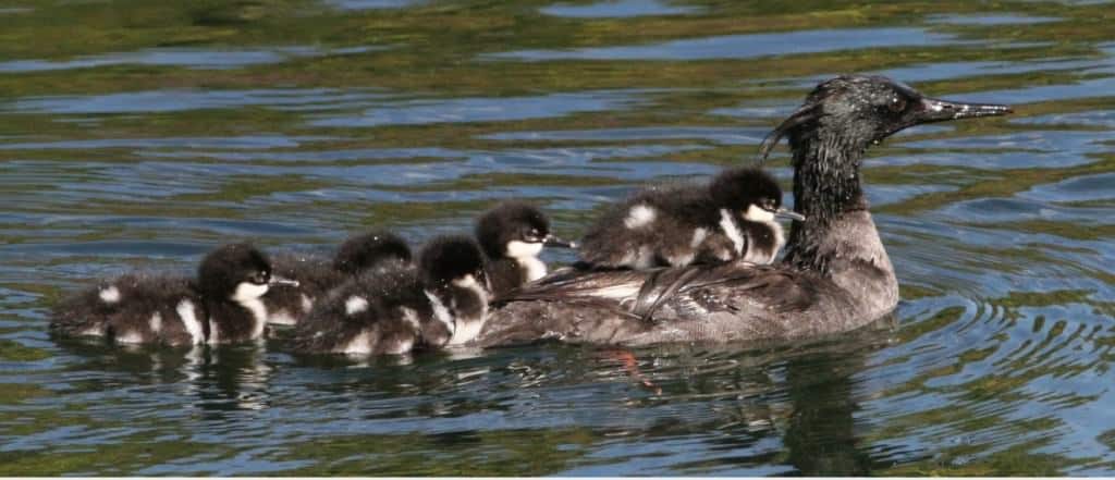 Brazilian Merganser brood swimming