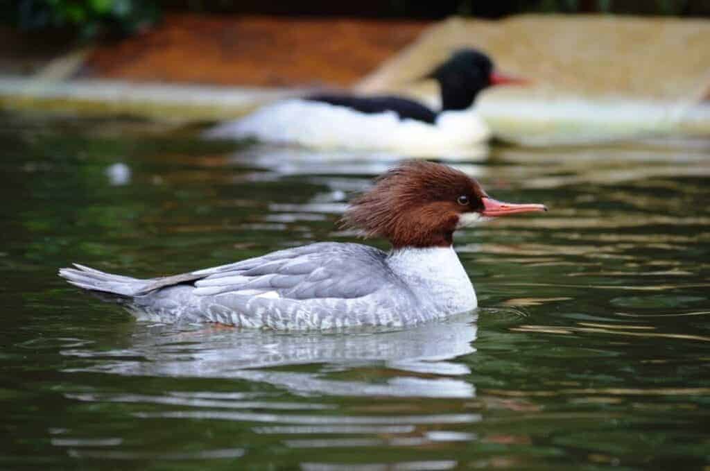 Common Merganser female swimming