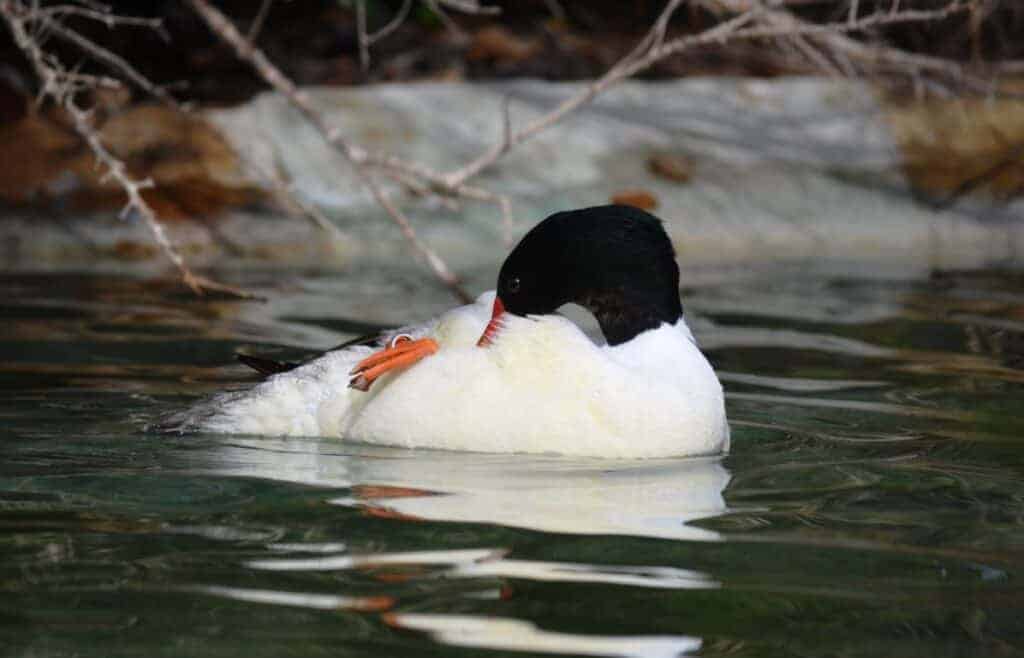 Common Merganser drake preening on water