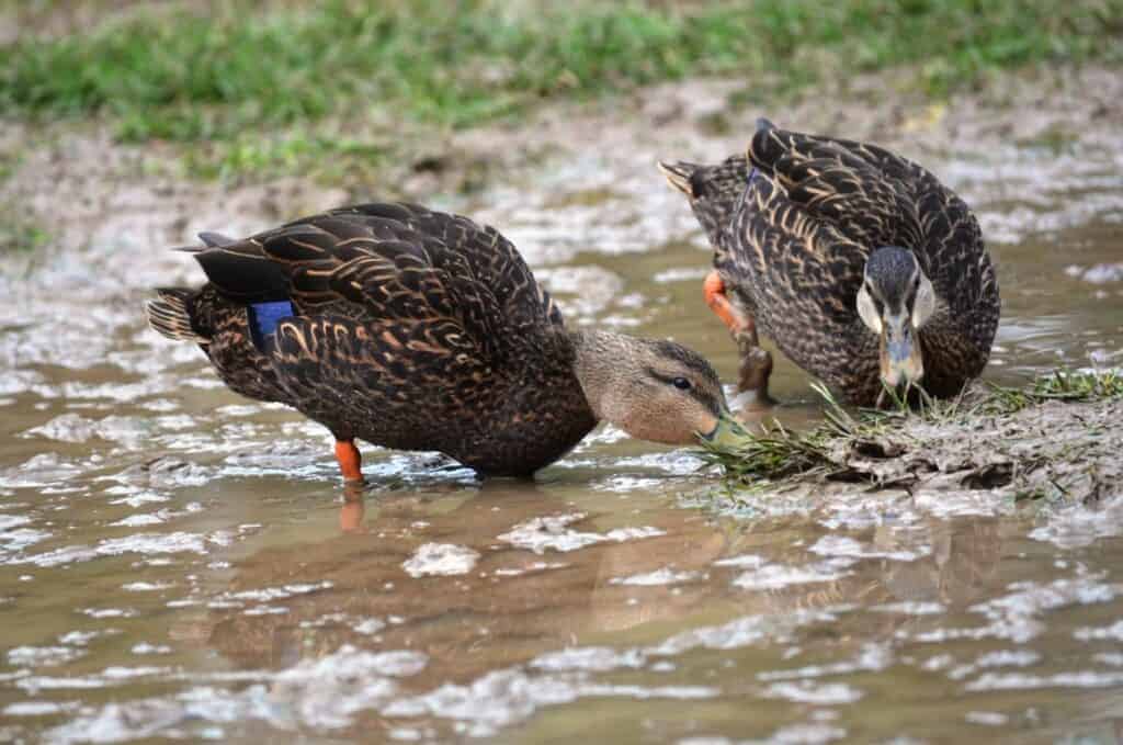 Mottled Ducks feeding