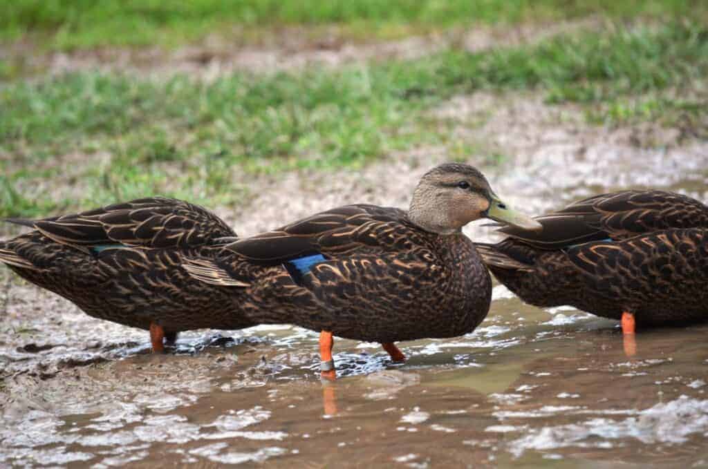 Mottled Ducks feeding