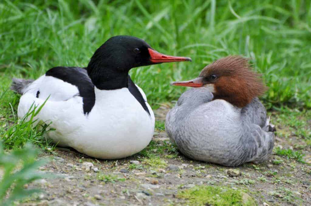 Common Mergansers loafing on a bank