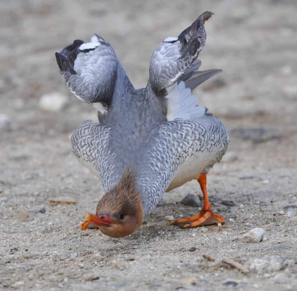 Scaly-sided Merganser stretching