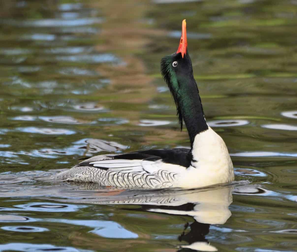 drake Scaly-sided Merganser displaying