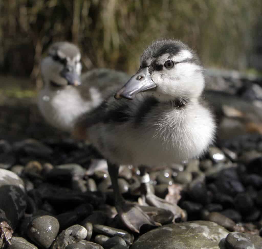 Three week old Blue Ducklings