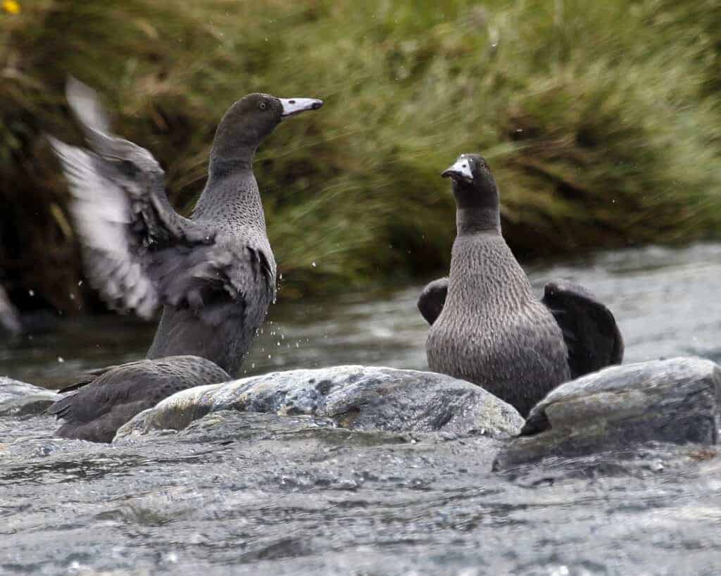 Blue Ducks in a mountain stream