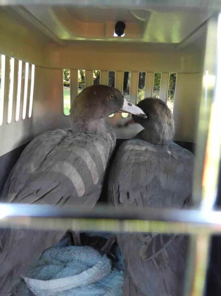 Blue Ducks ready for release