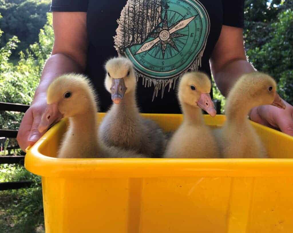 four young Pilgrim geese being carried in a tote