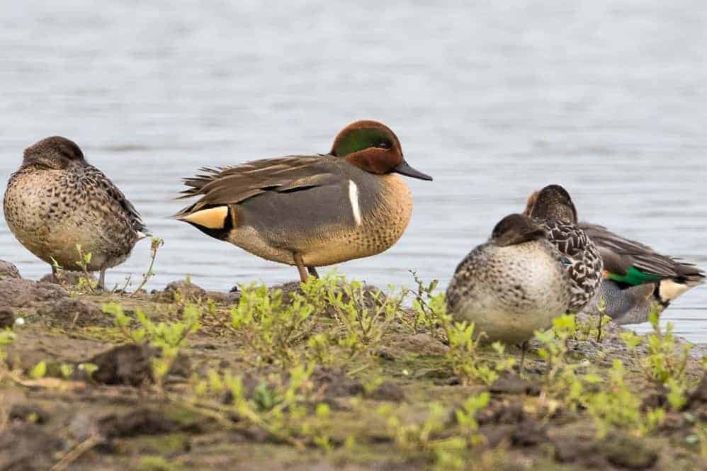 Green-winged Teal