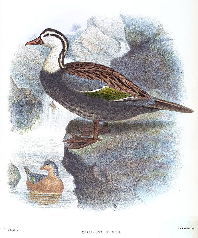 Drawing of the Peruvian Torrent Duck