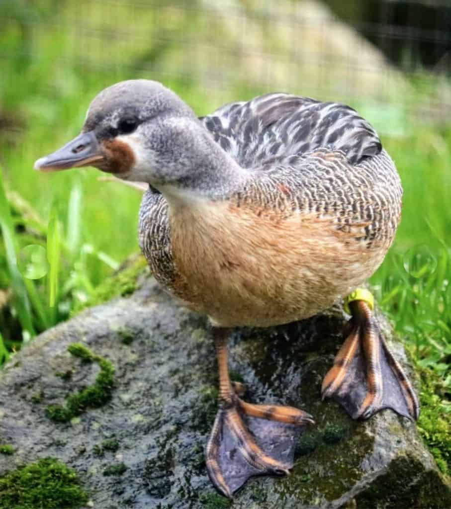 female Torrent Duck