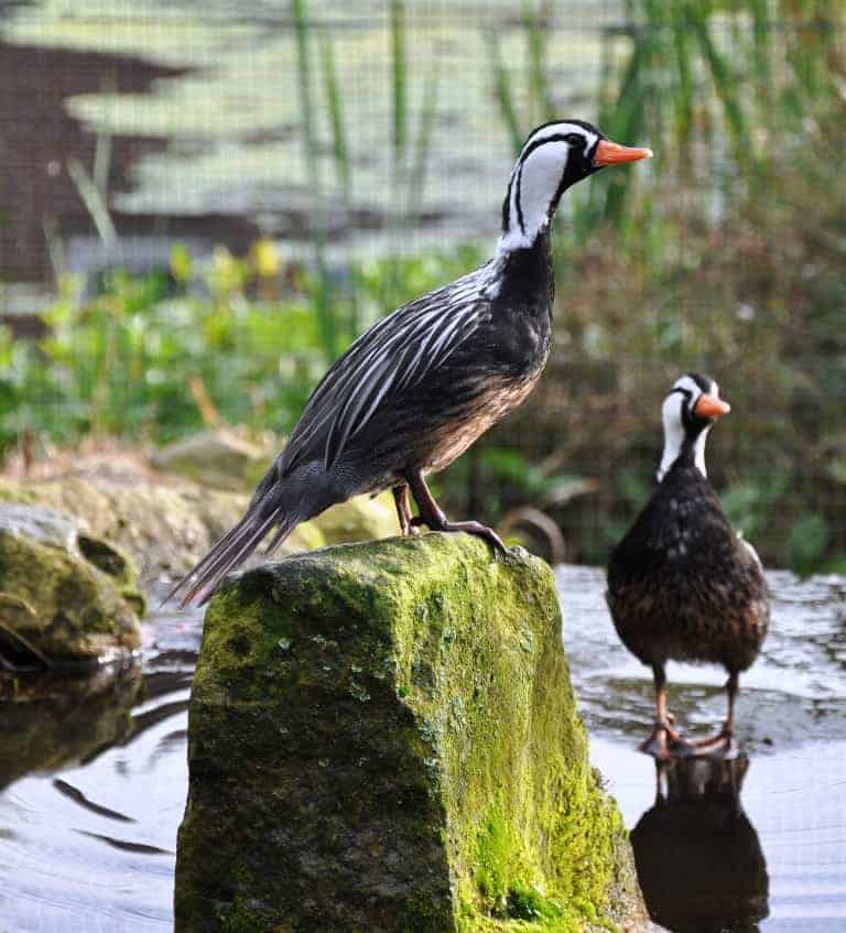 Torrent Ducks on a rock