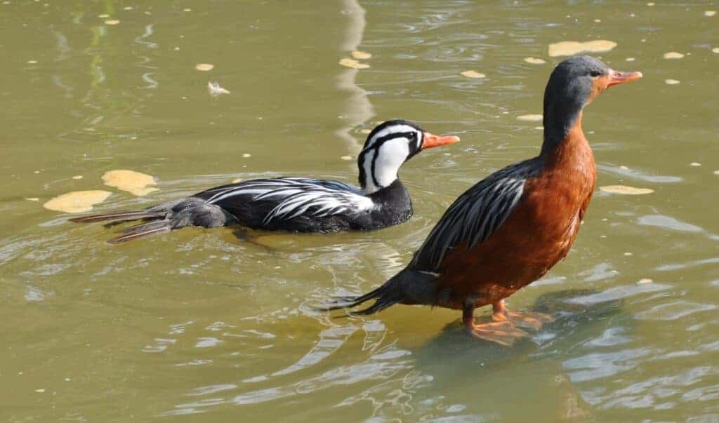 Pair of Torent Ducks swimming
