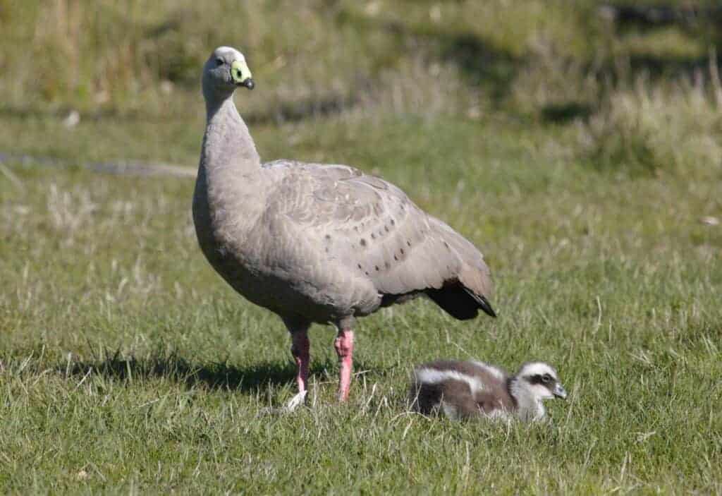 Cape Barren Goose and gosling