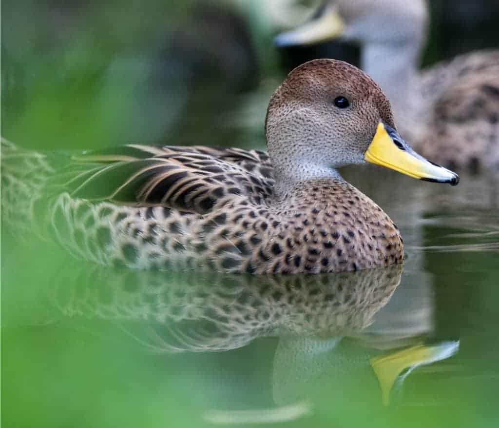 Yellow-billed Pintail