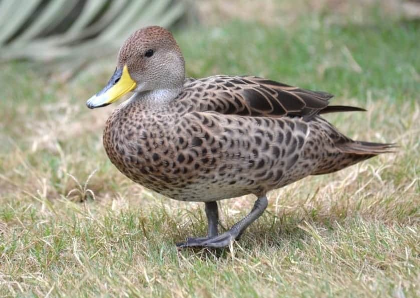 Yellow-billed Pintail