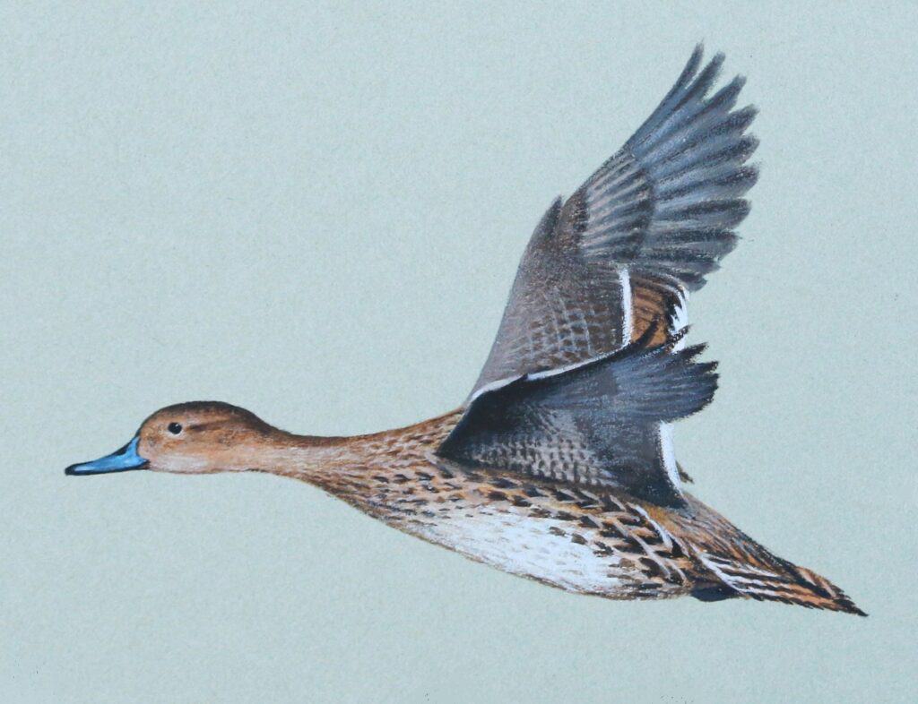 Northern Pintail in flight