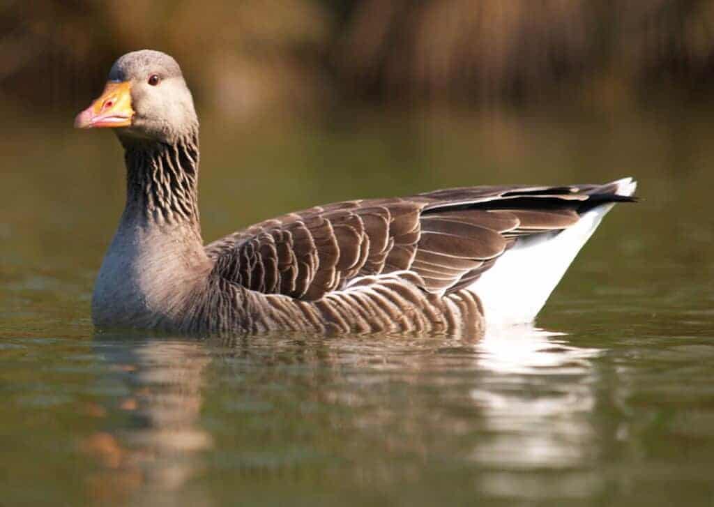 Greylag Goose swimming