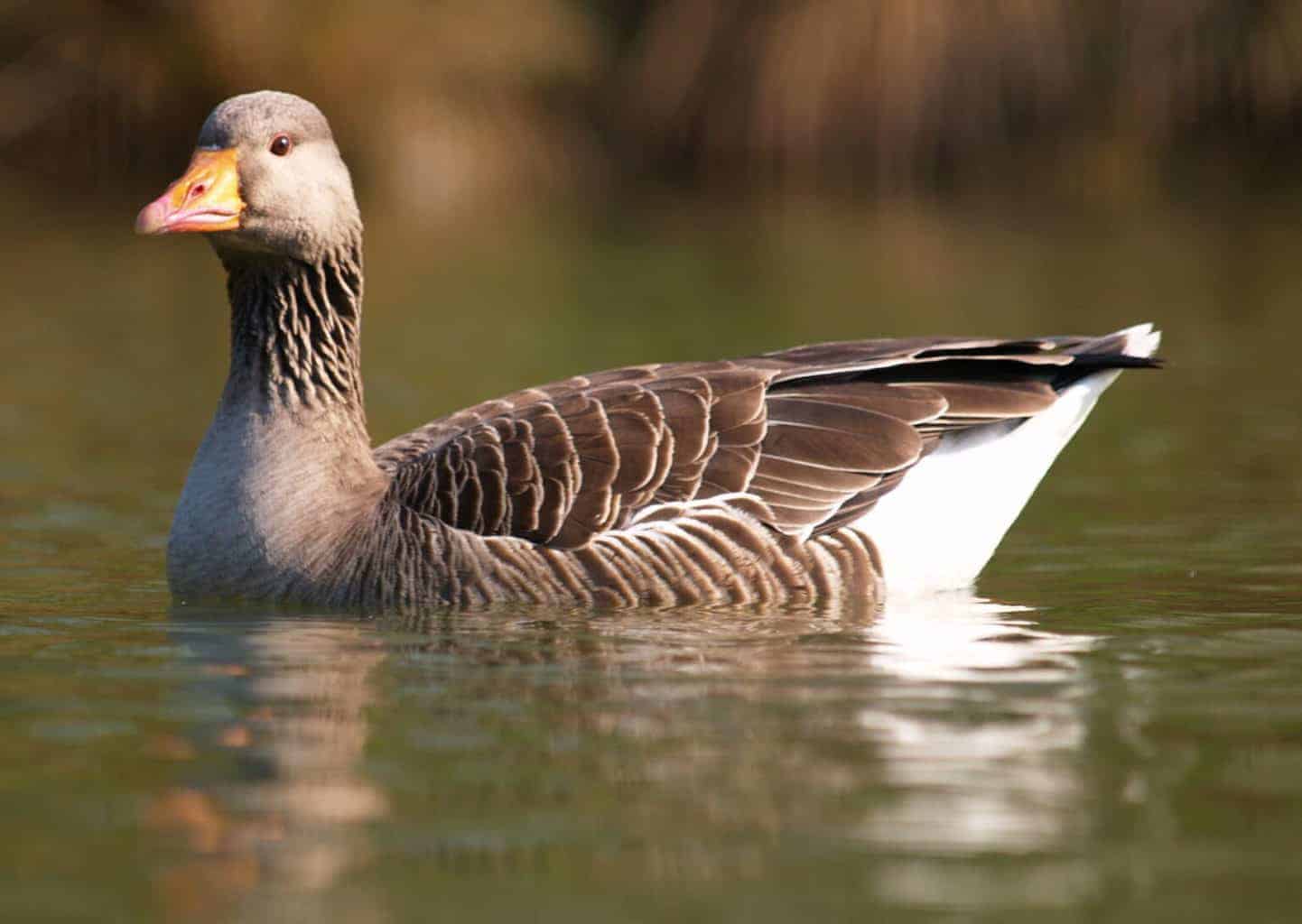 Greylag Goose British Waterfowl Association
