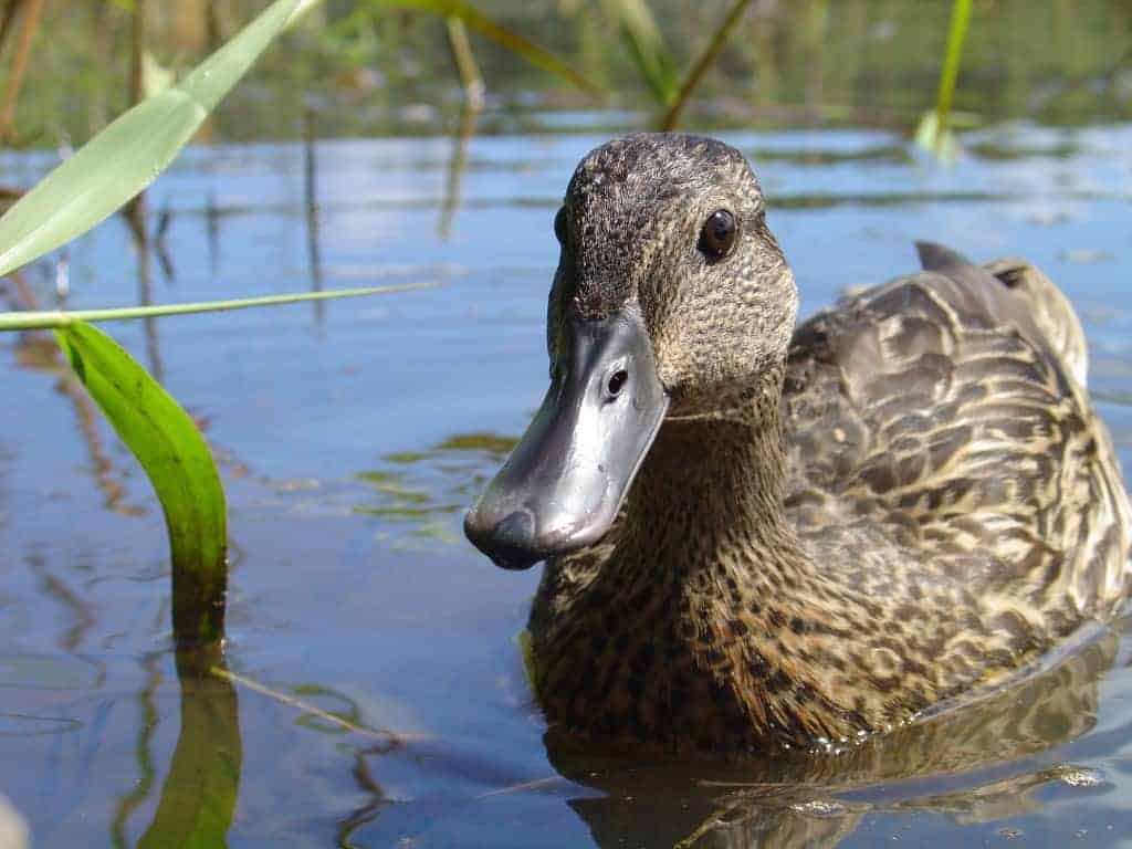 Hawaiian Drake