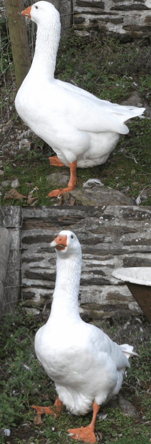 Embden Goose - British Waterfowl Association