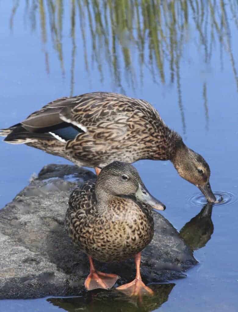 Hawaiian ducks