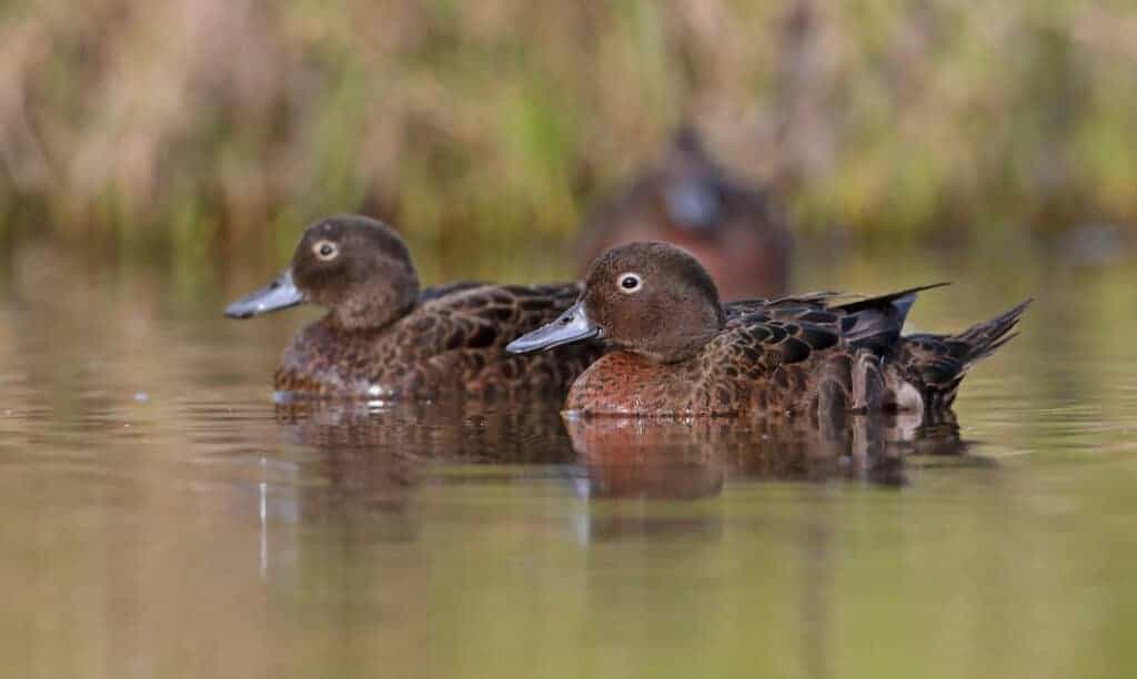 Pair of Brown Teal swimming