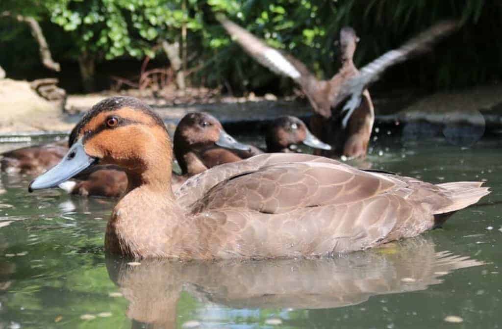 Philippine Duck swimming