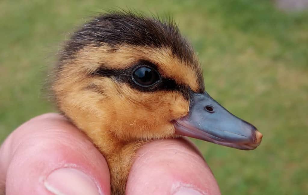 Philippine duckling showing egg tooth