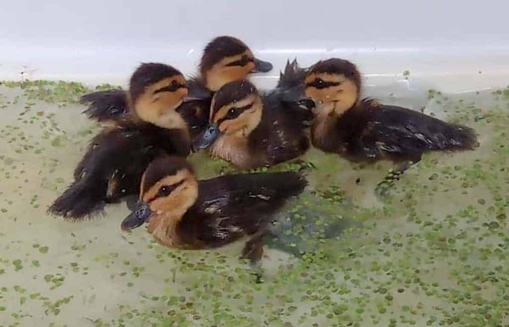 Young Philippine Ducks in a brooder