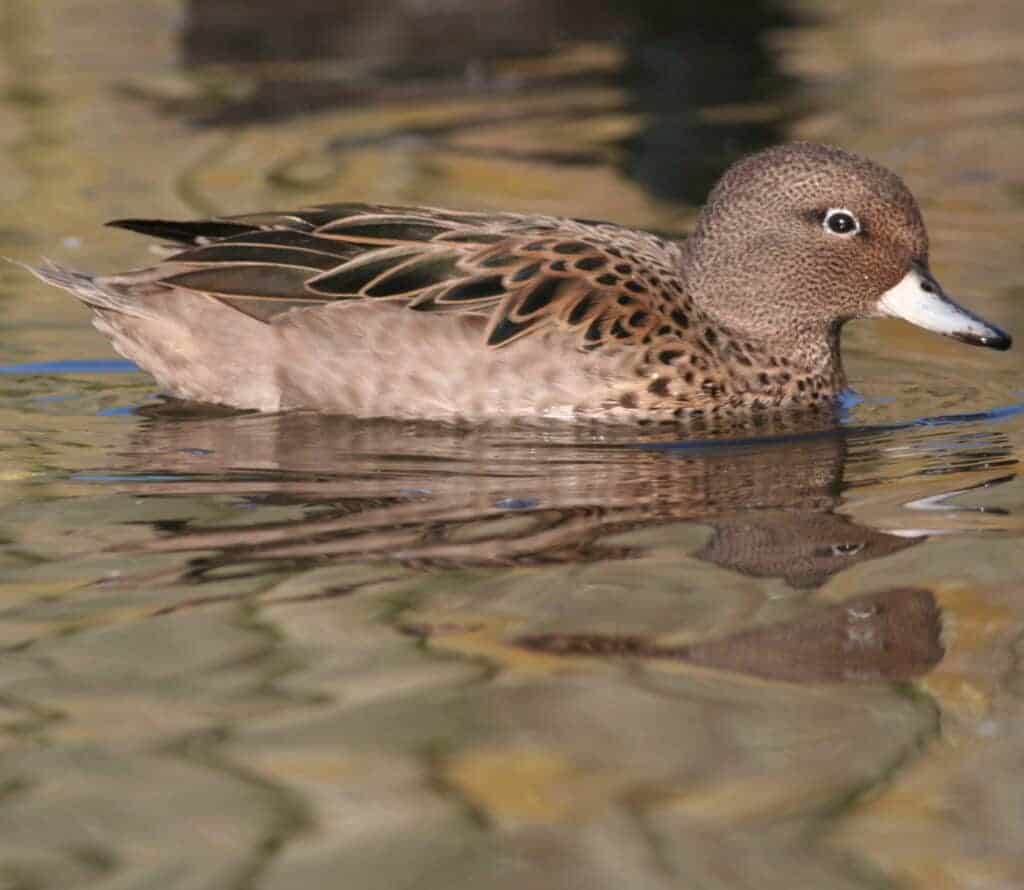 Sharp-winged Teal