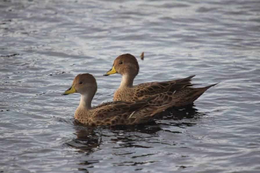 South Georgia Pintail pair