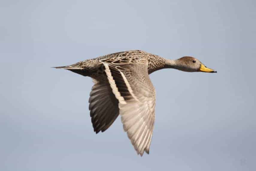 Yellow-billed Pintail flying