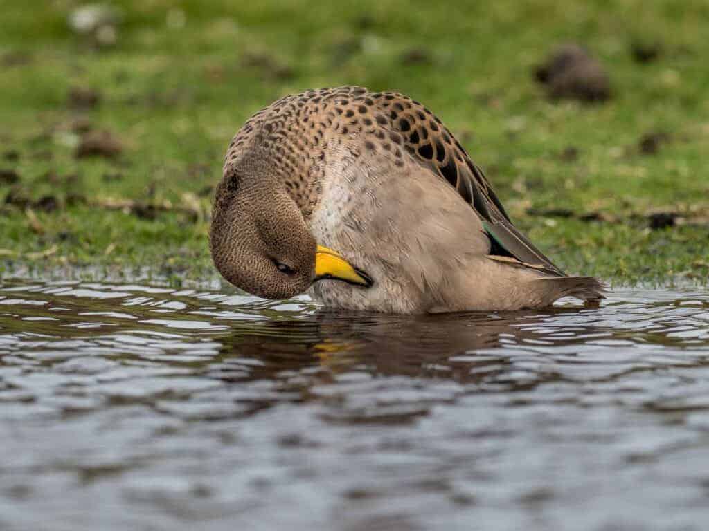 Yellow-billed Teal preening