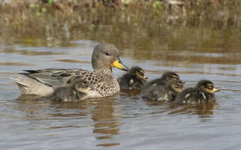 Yellow-billed Teal family swimming