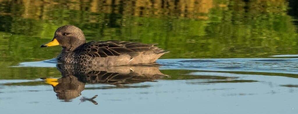 Yellow-billed Teal swimming