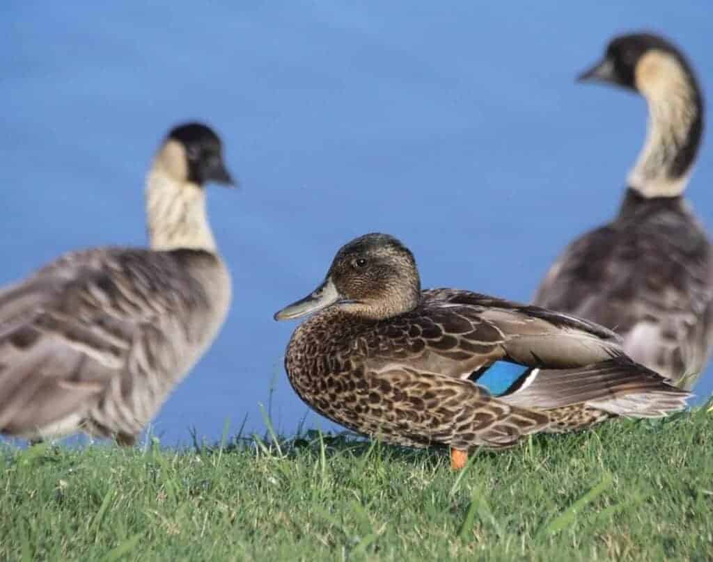 Hawaiian Duck