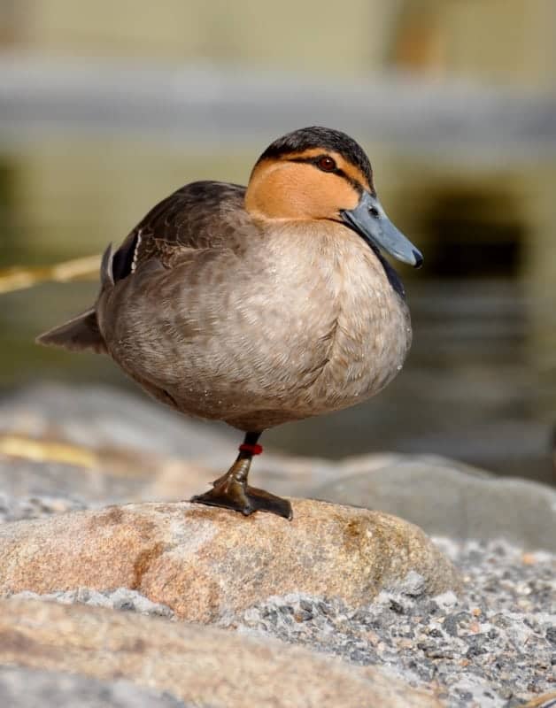 Philippine Duck