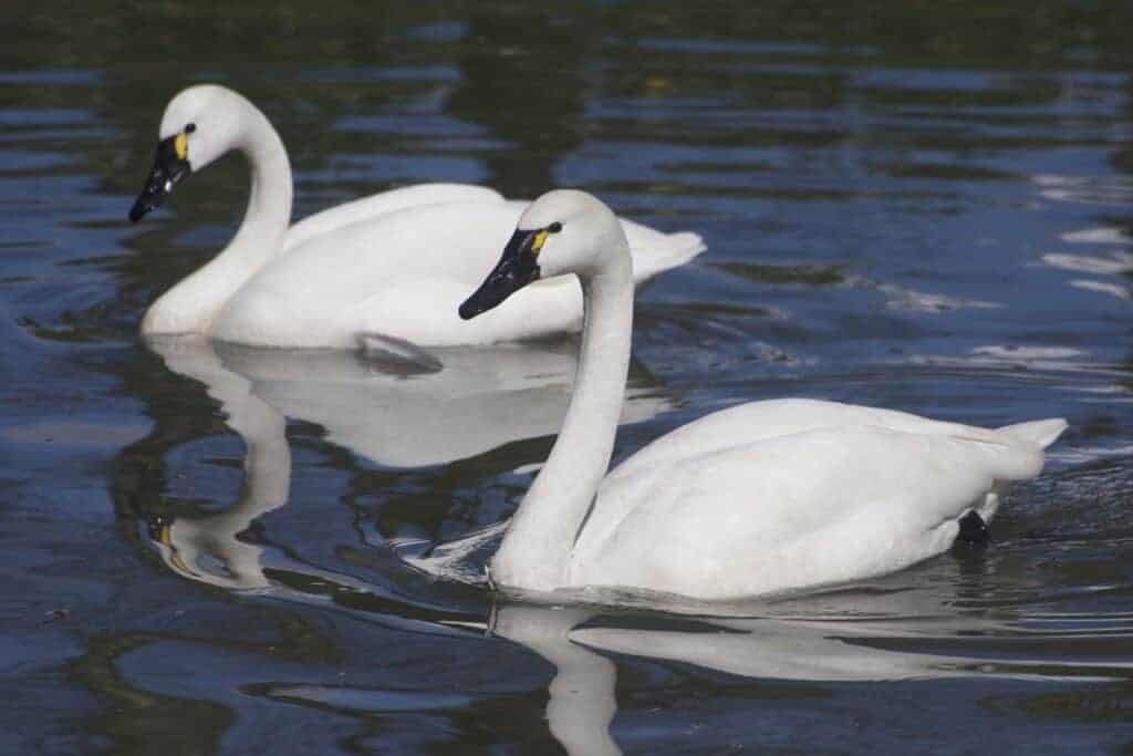 two Whistling Swans swimming