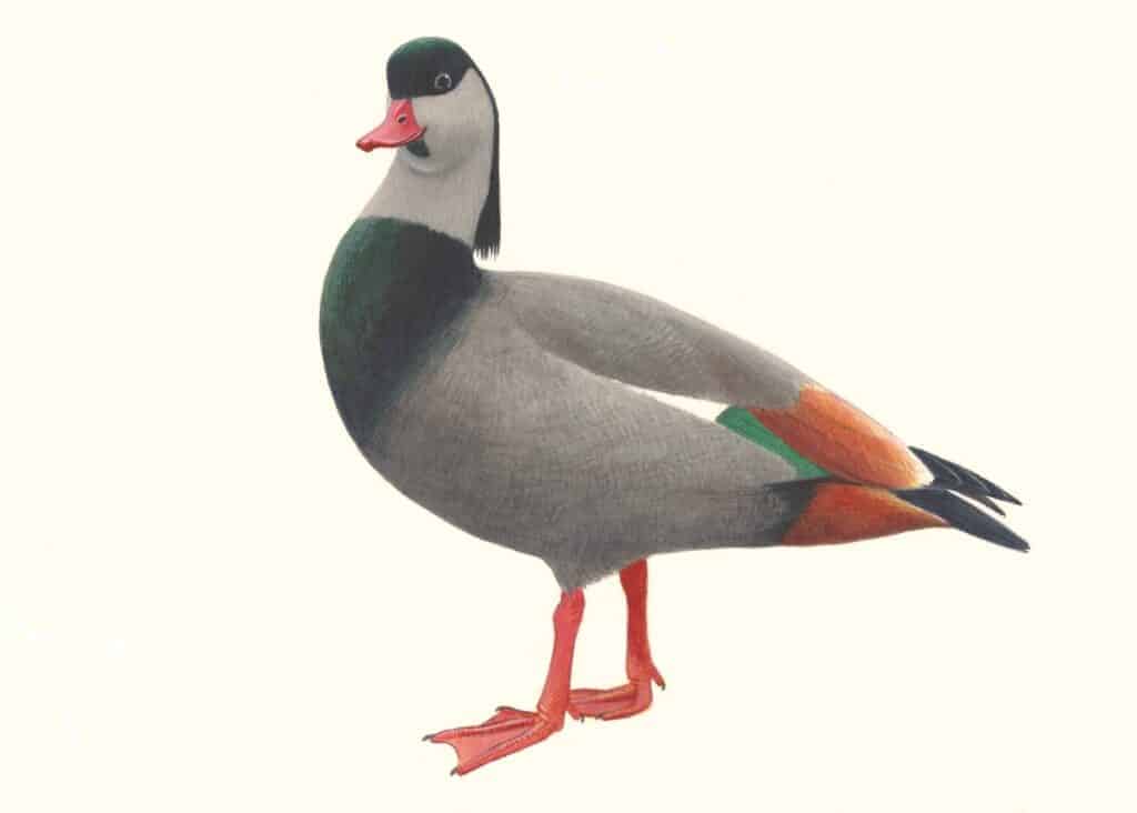illustration of Male Crested Shelduck by Mark Hulme