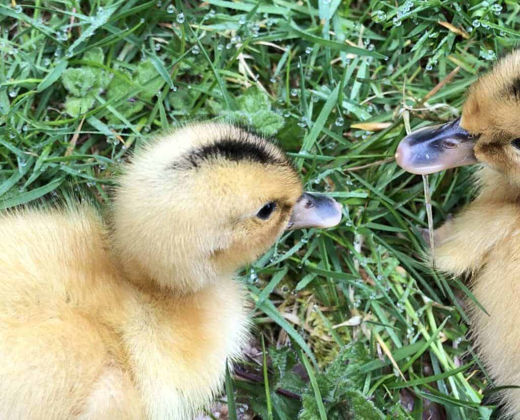 Duckling showing the Mohawk stripe