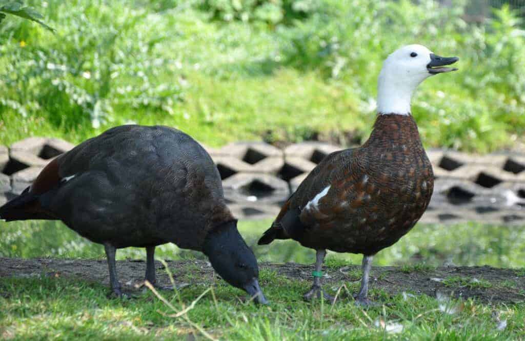 pair of Paradise Shelduck