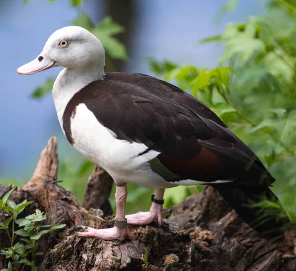 Raja Shelduck standing on a bank