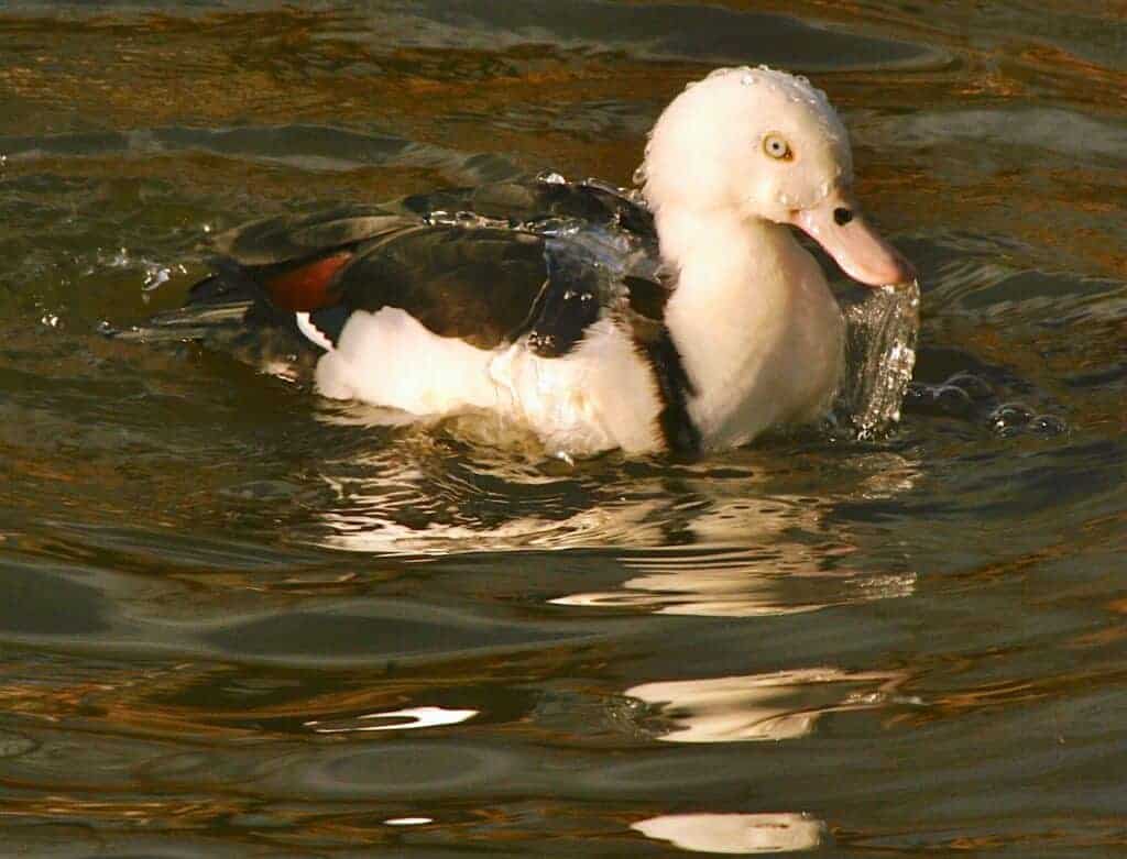 Raja Shelduck bathing