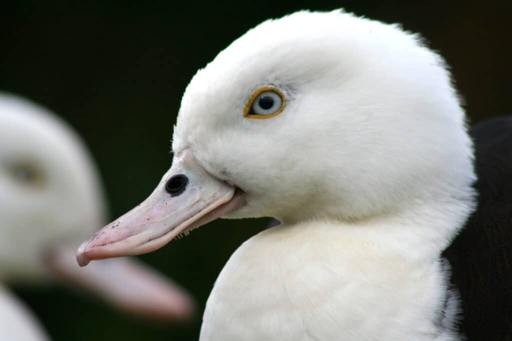 Raja Shelduck portrait